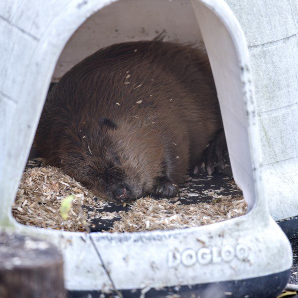 airbnbeaver