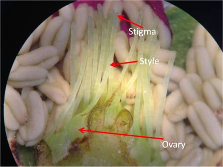 Pollen lands and gets stuck on the sticky stigma. It then grows a pollen tube down from the pollen grain, through the style, and down to the ovary. The sperm travels down the style within the pollen tube until it reaches the ovary, where it fertilizes the egg.