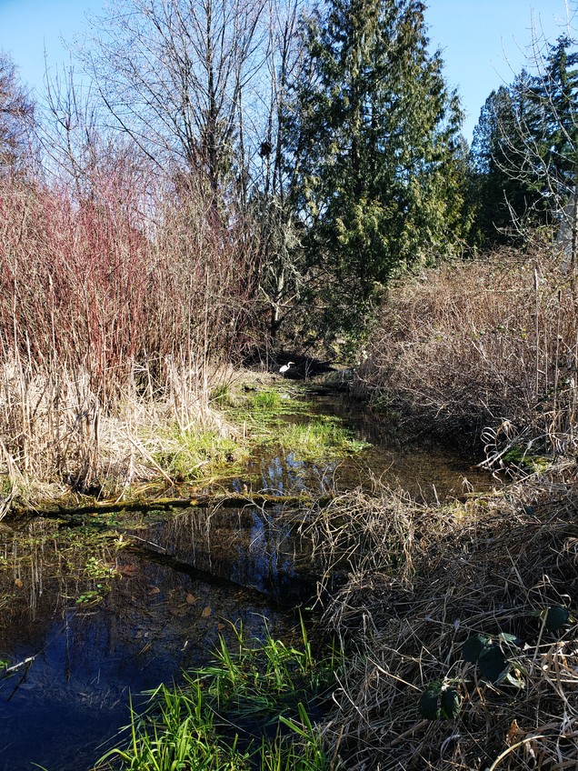 Great Egret at Columbia Springs