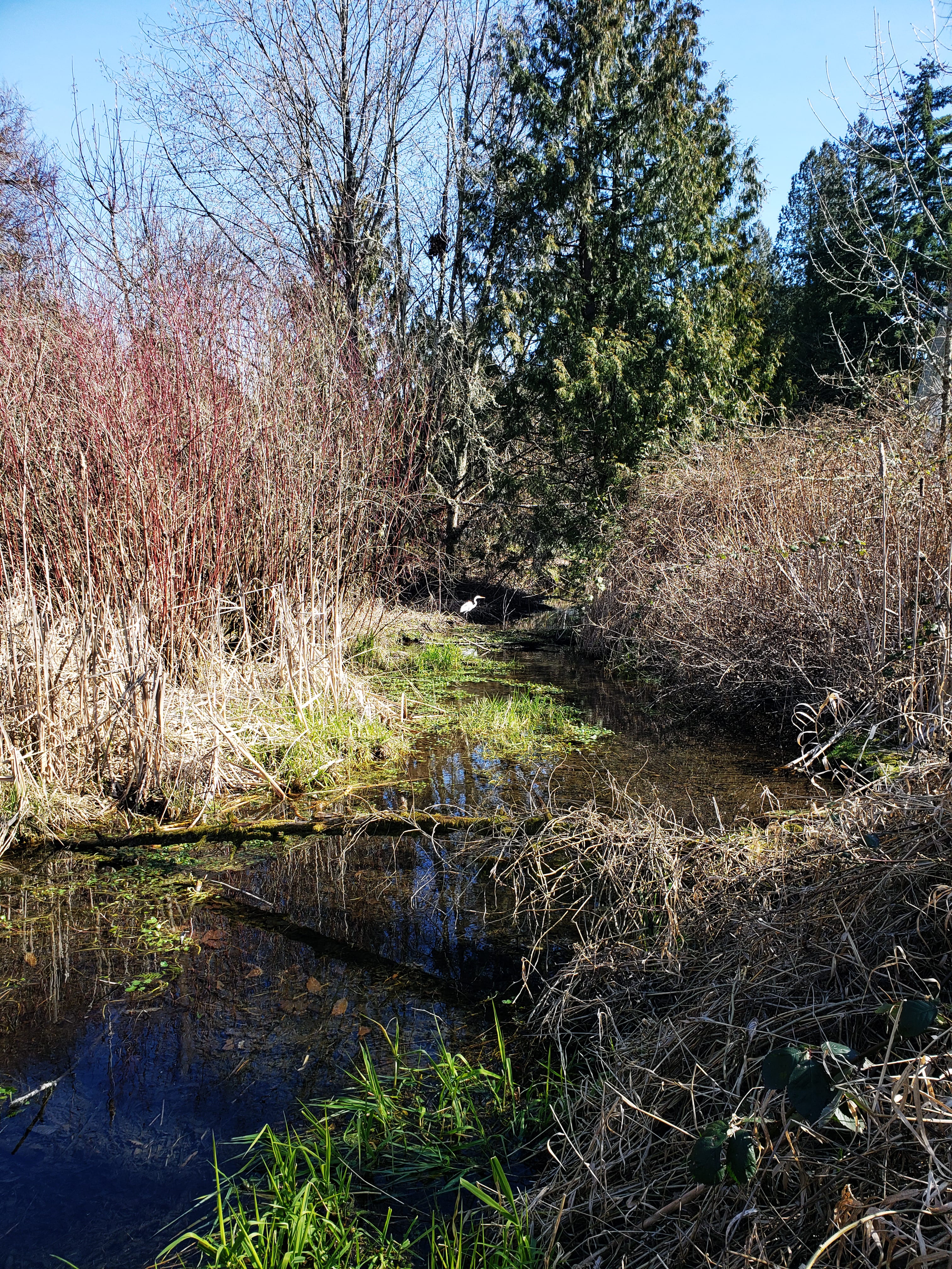 New wildlife finds home at Columbia Springs