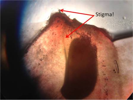 Here's another view of the stigma; see how it leads into the seed?