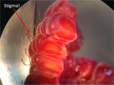 Once the egg has been fertilized by sperm, the seed begins to grow. Fruit grows around the seed. Fruit serves many functions, from protecting the seed to making it attractive to animals who may eat it and thus help spread the plant to other areas. Here, you can see the stigmas/styles that remain.