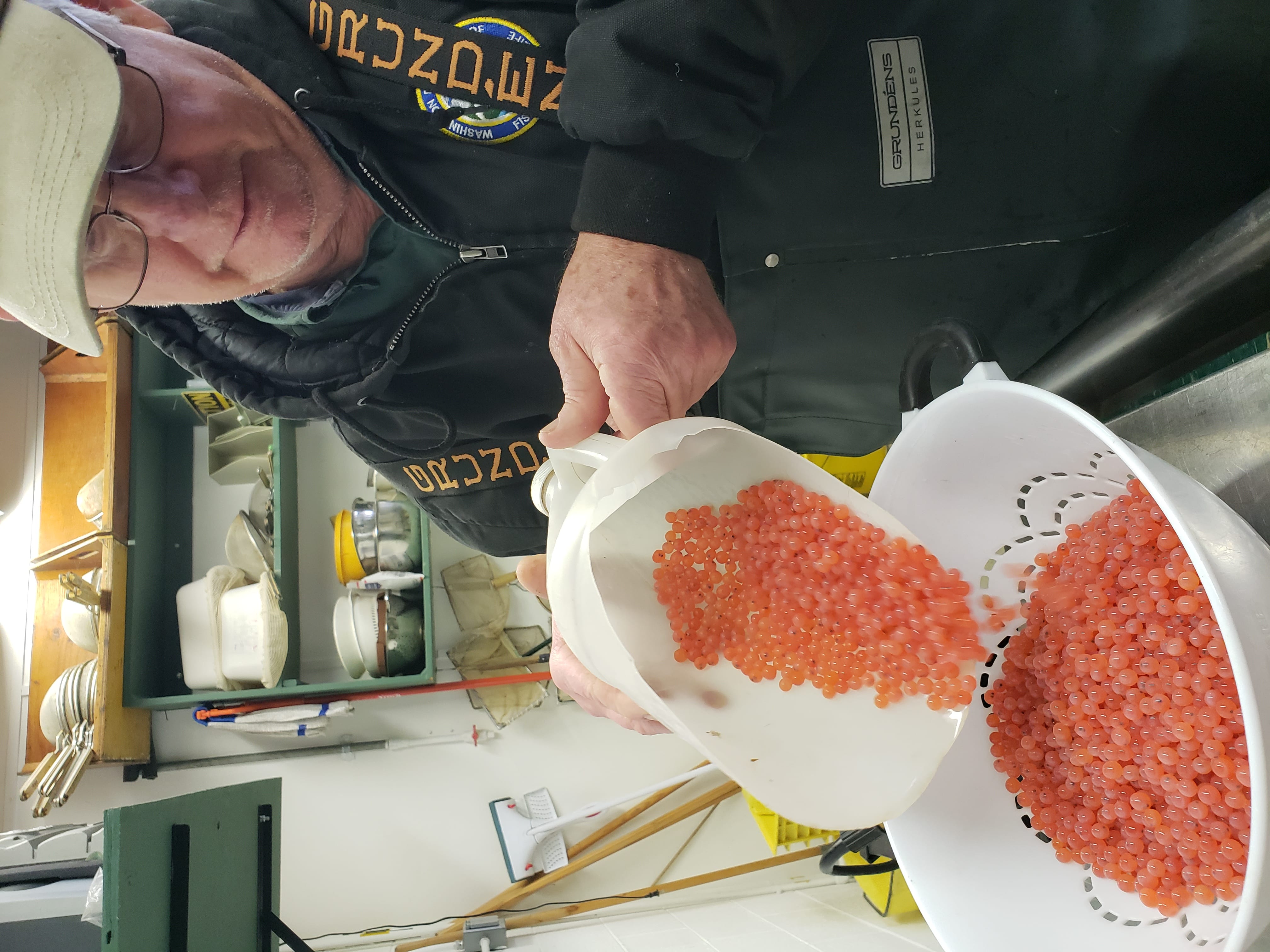 Weighing Salmon Eggs