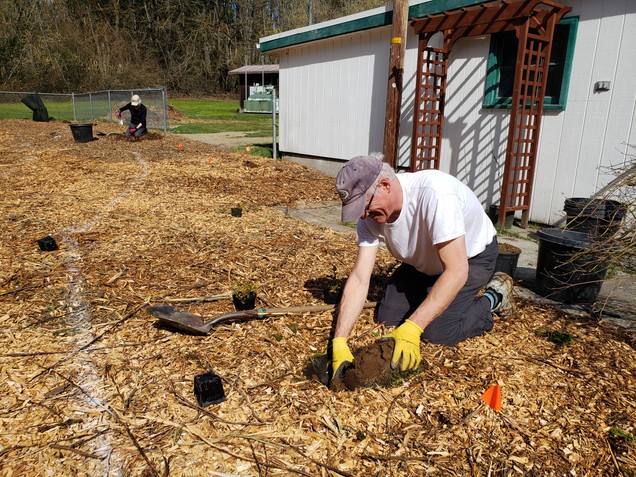 Planting shrubs at Columbia Springs Visitor Center