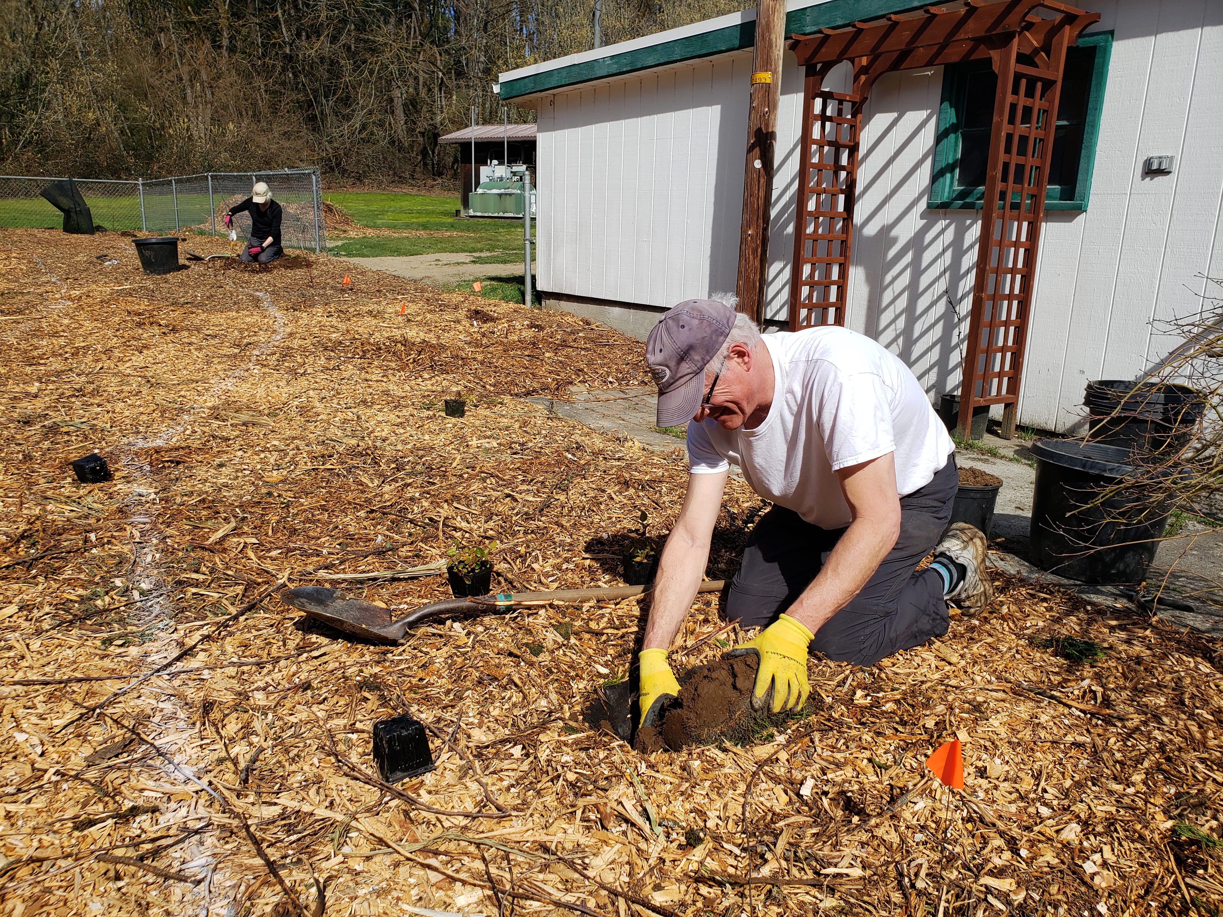 Planting a native species garden