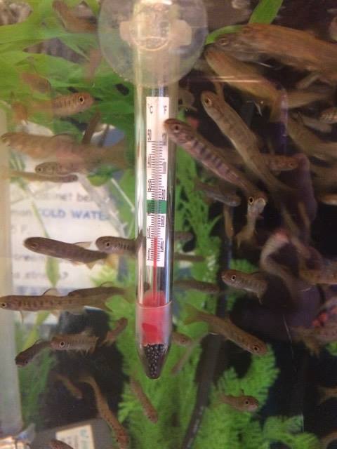 What temperature should my salmon tank  water be?