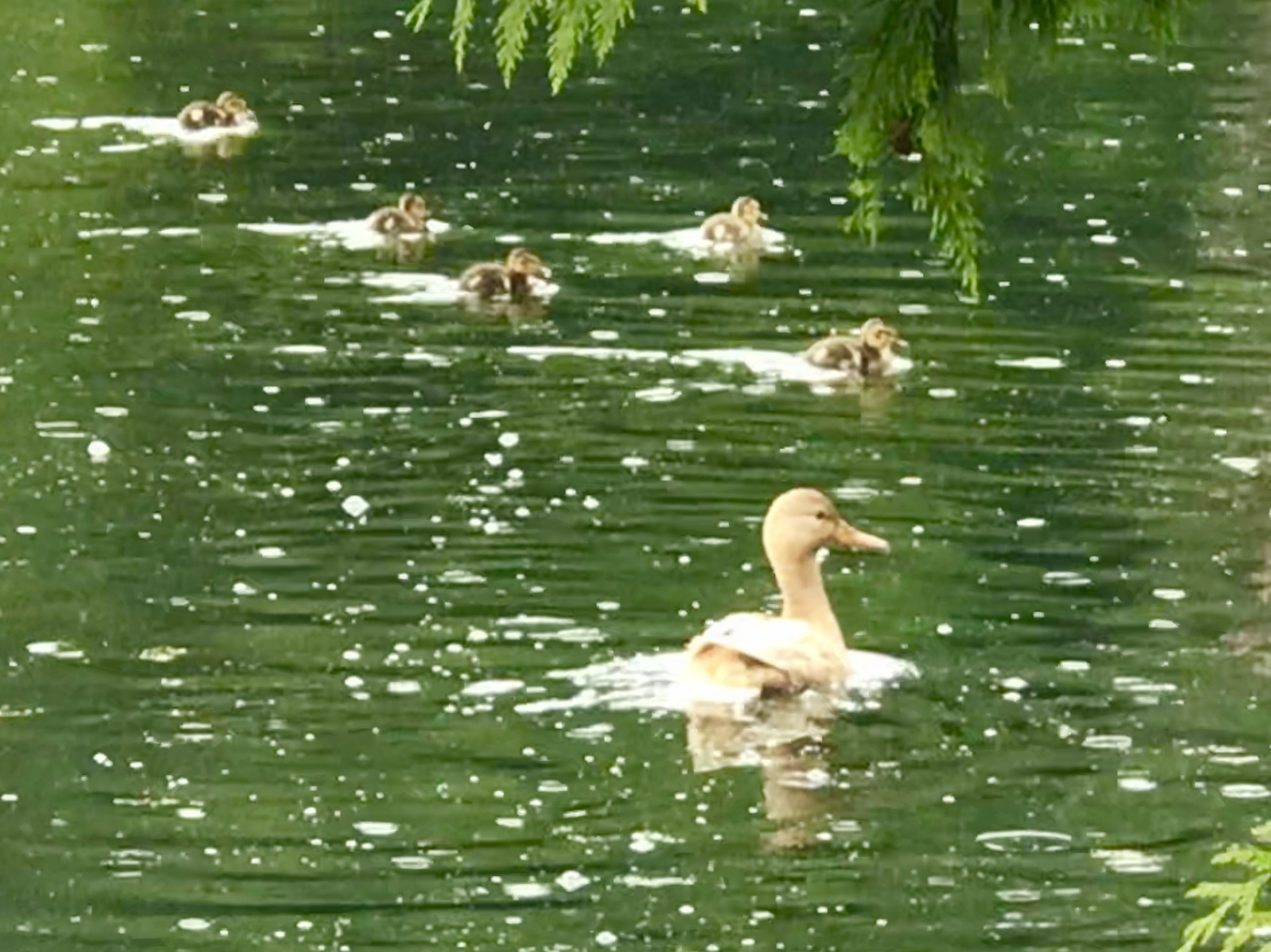 A Wildlife Nursery at Columbia Springs