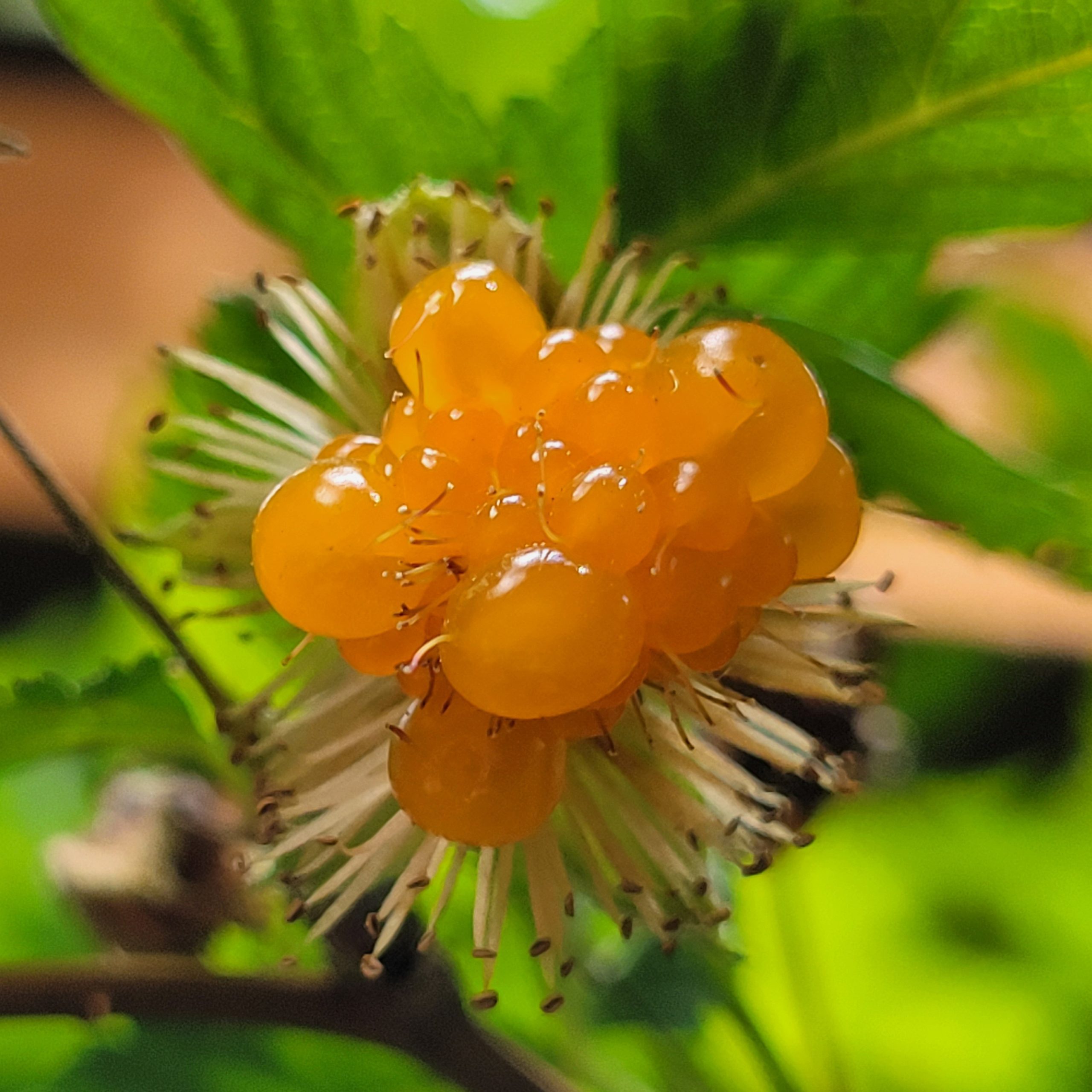 Fall Salmonberry