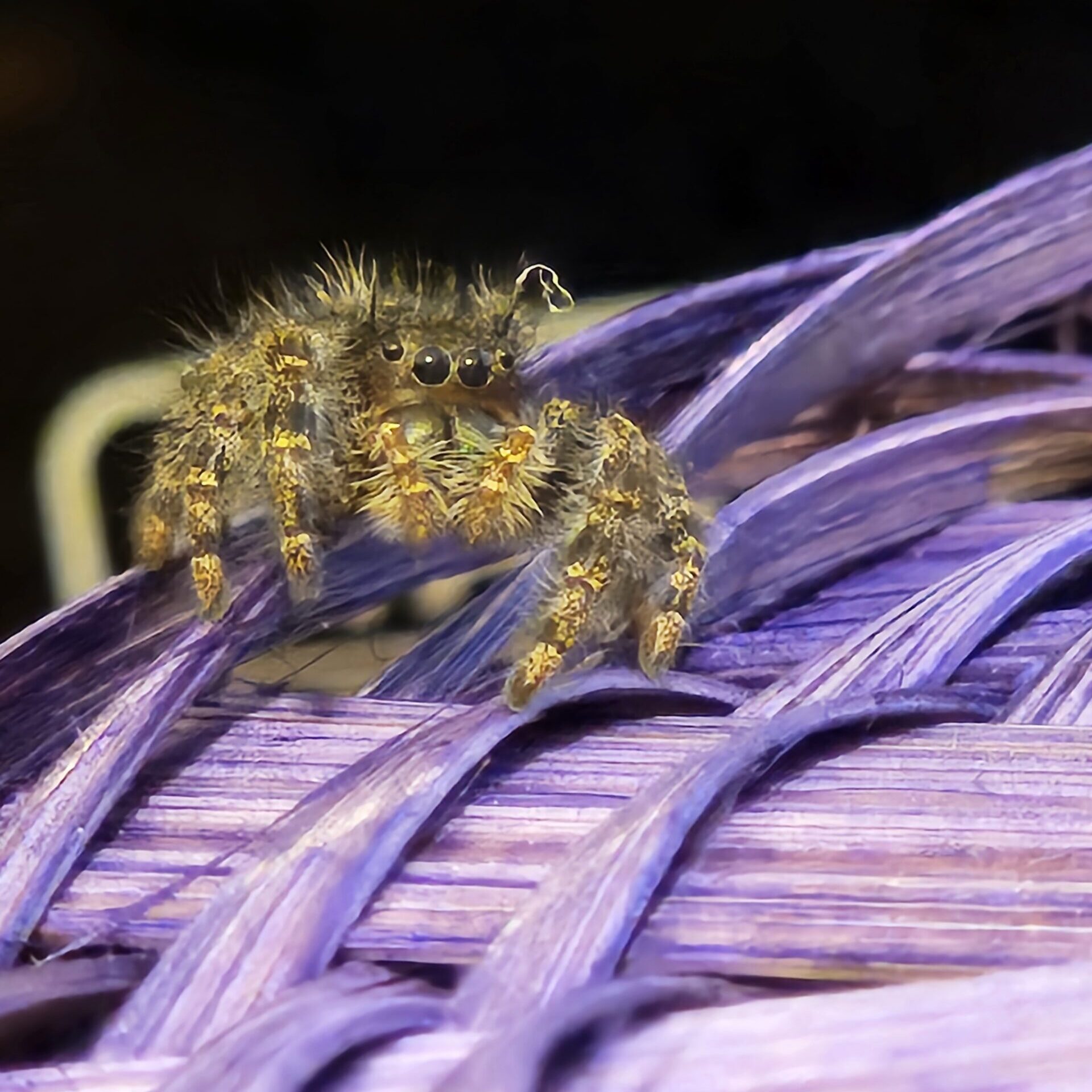 Gary, the Bold Jumper 