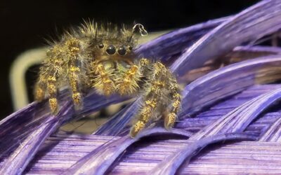 Meet Gary, the Bold Jumper: A Tiny Acrobat in Your Home