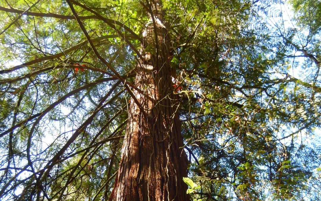 Western Red Cedar