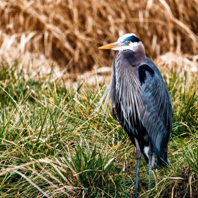 Great Blue Heron