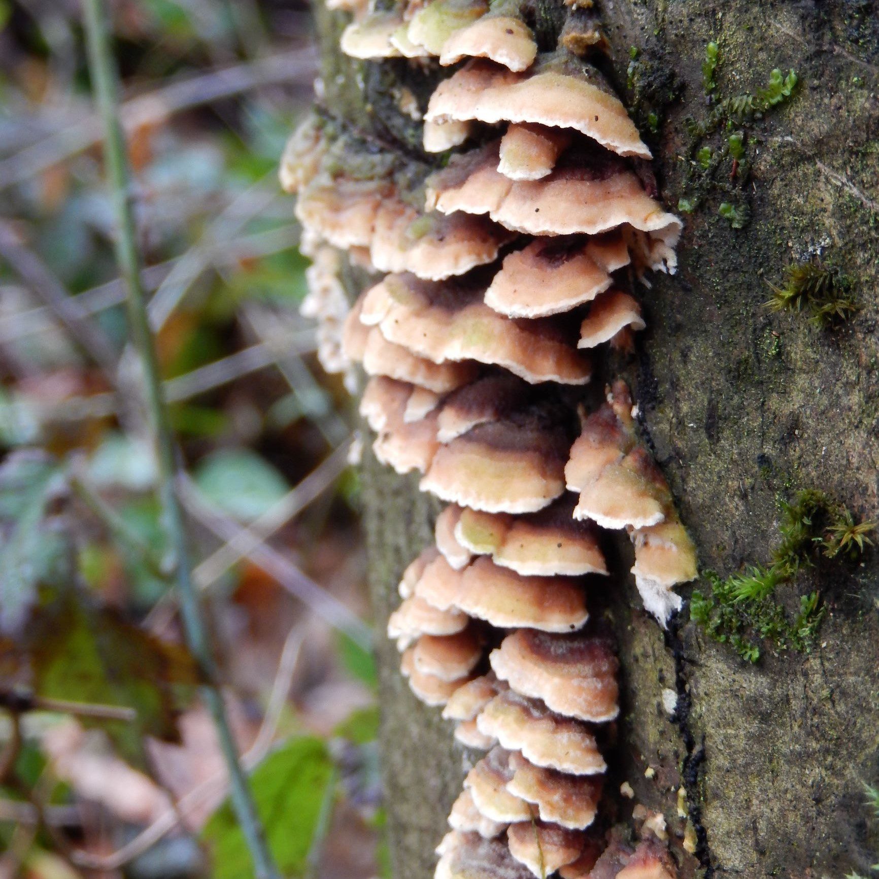 Columbia Springs Mushrooms