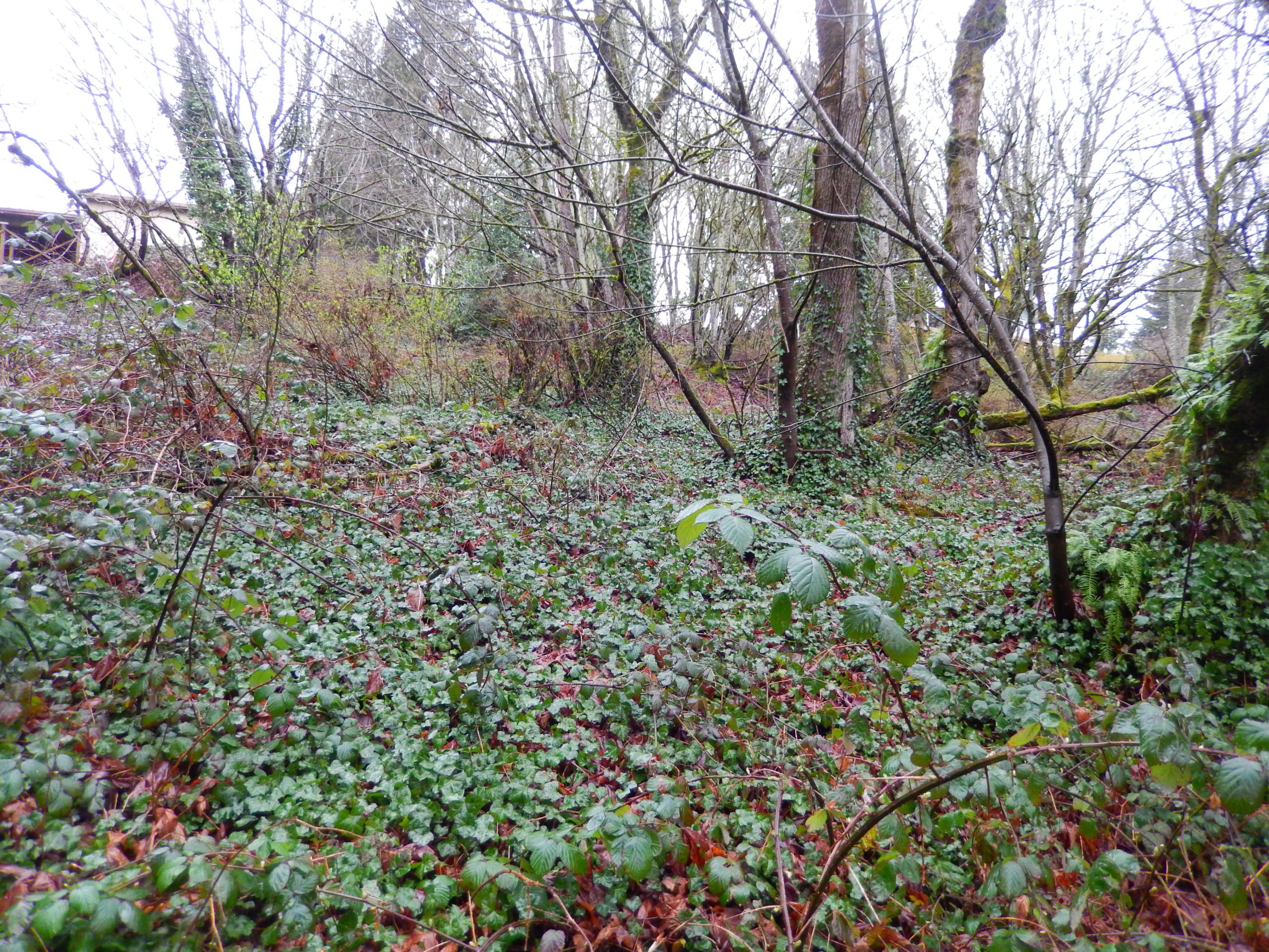 invasive Himalayan blackberry at Columbia Springs 