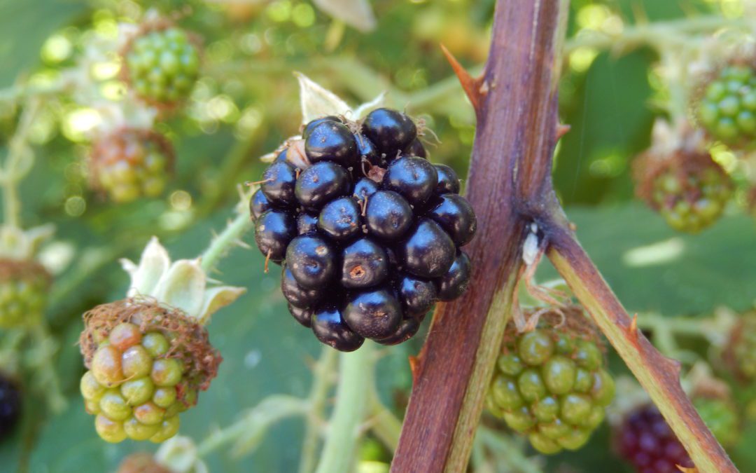 Invasive blackberry fruit