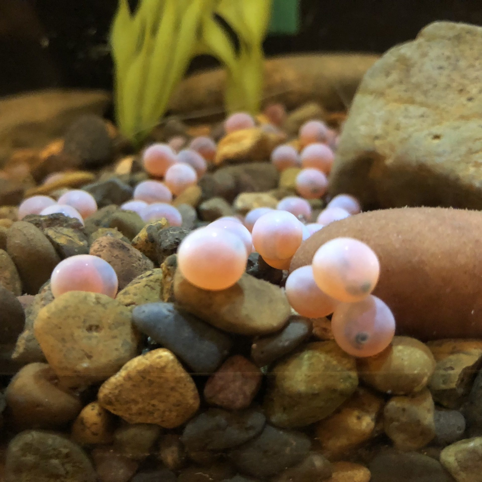 Salmon eggs