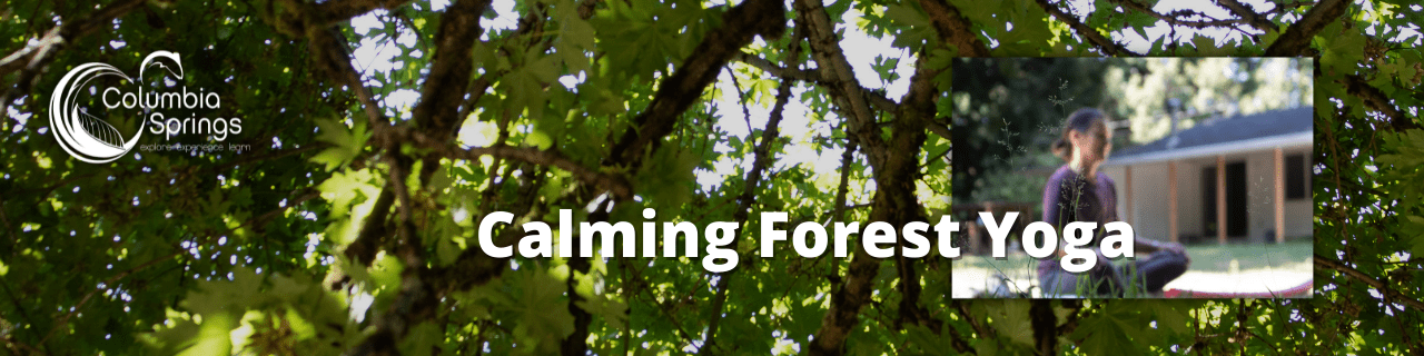 Calming forest yoga at Columbia Springs