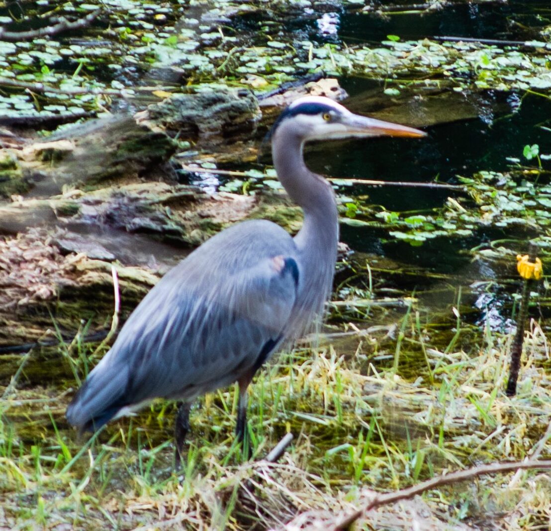 Hank, the Great Blue Heron  