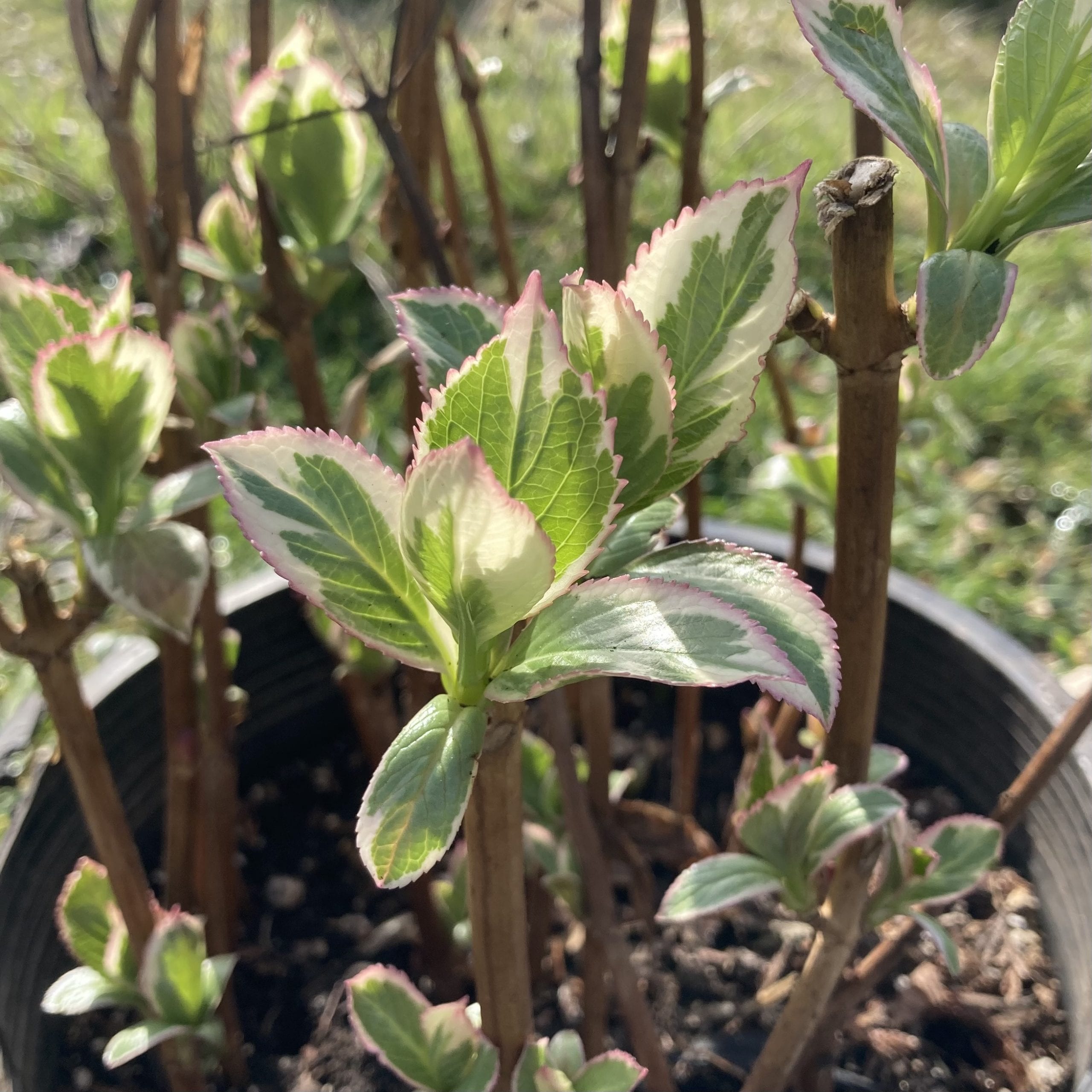 Variegated Hydrangea Cuttings