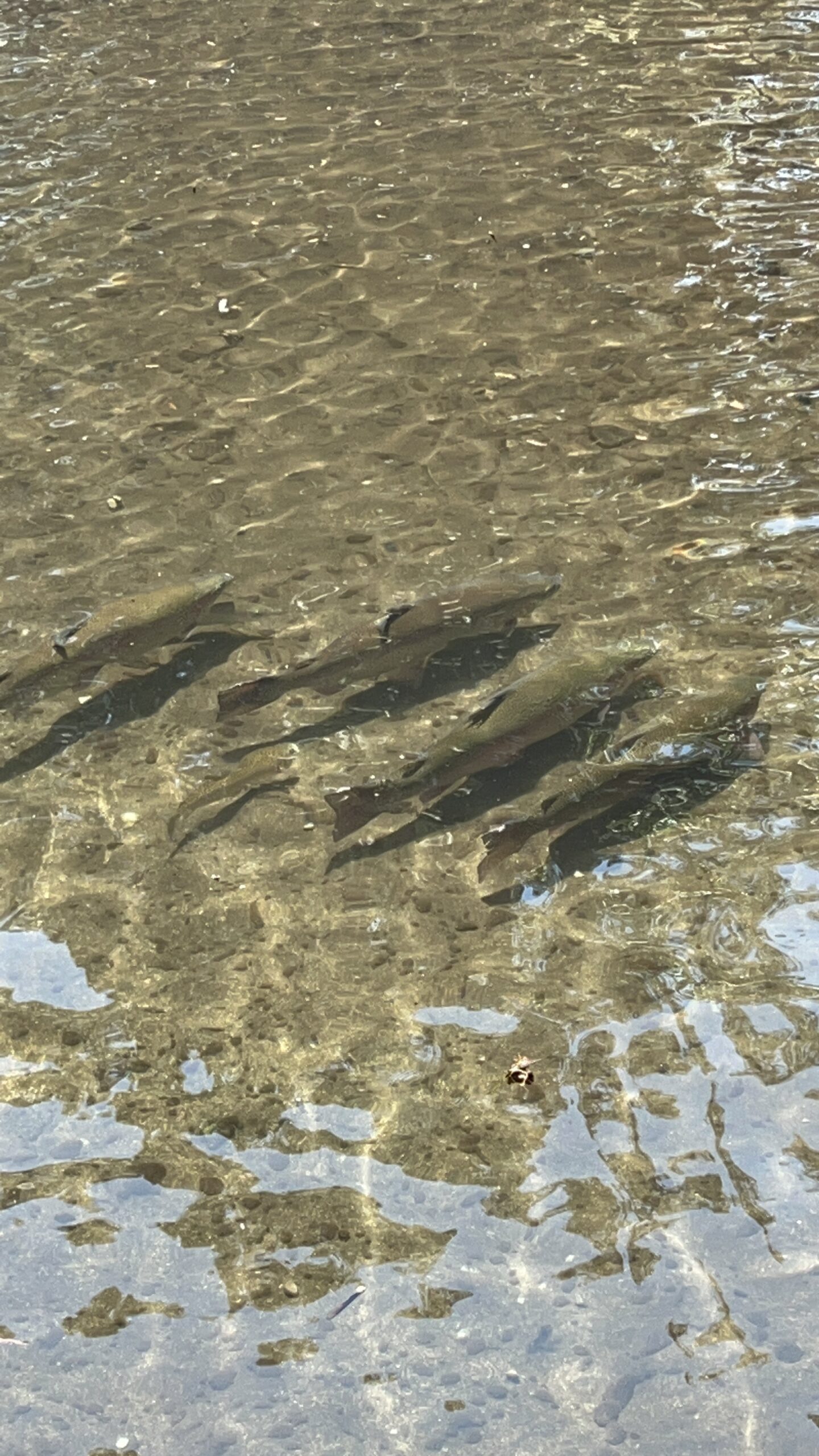 Spawning salmon