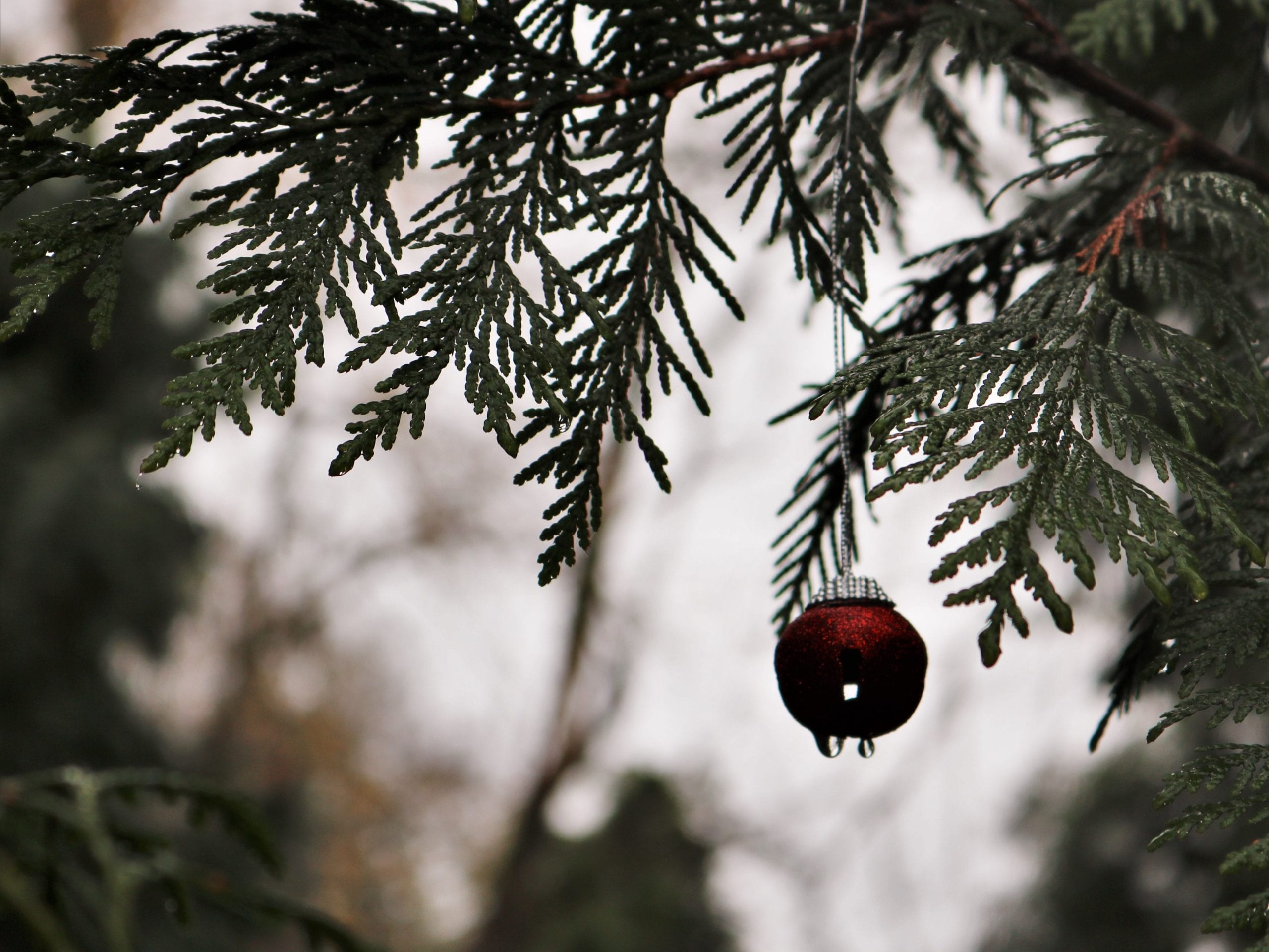 A red ornament on the 2020 Columbia Springs Holiday Giving Tree.