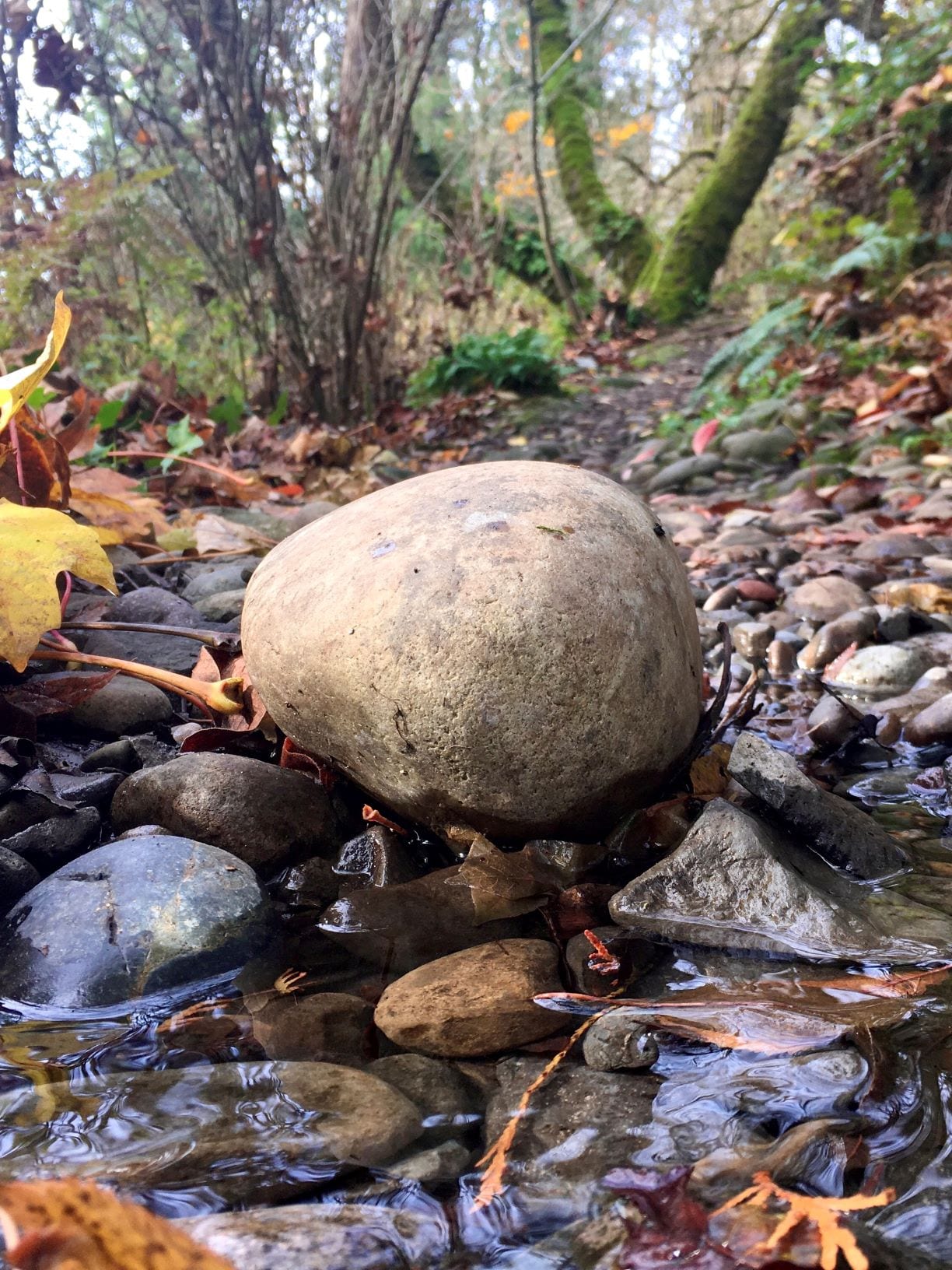 peaceful stream