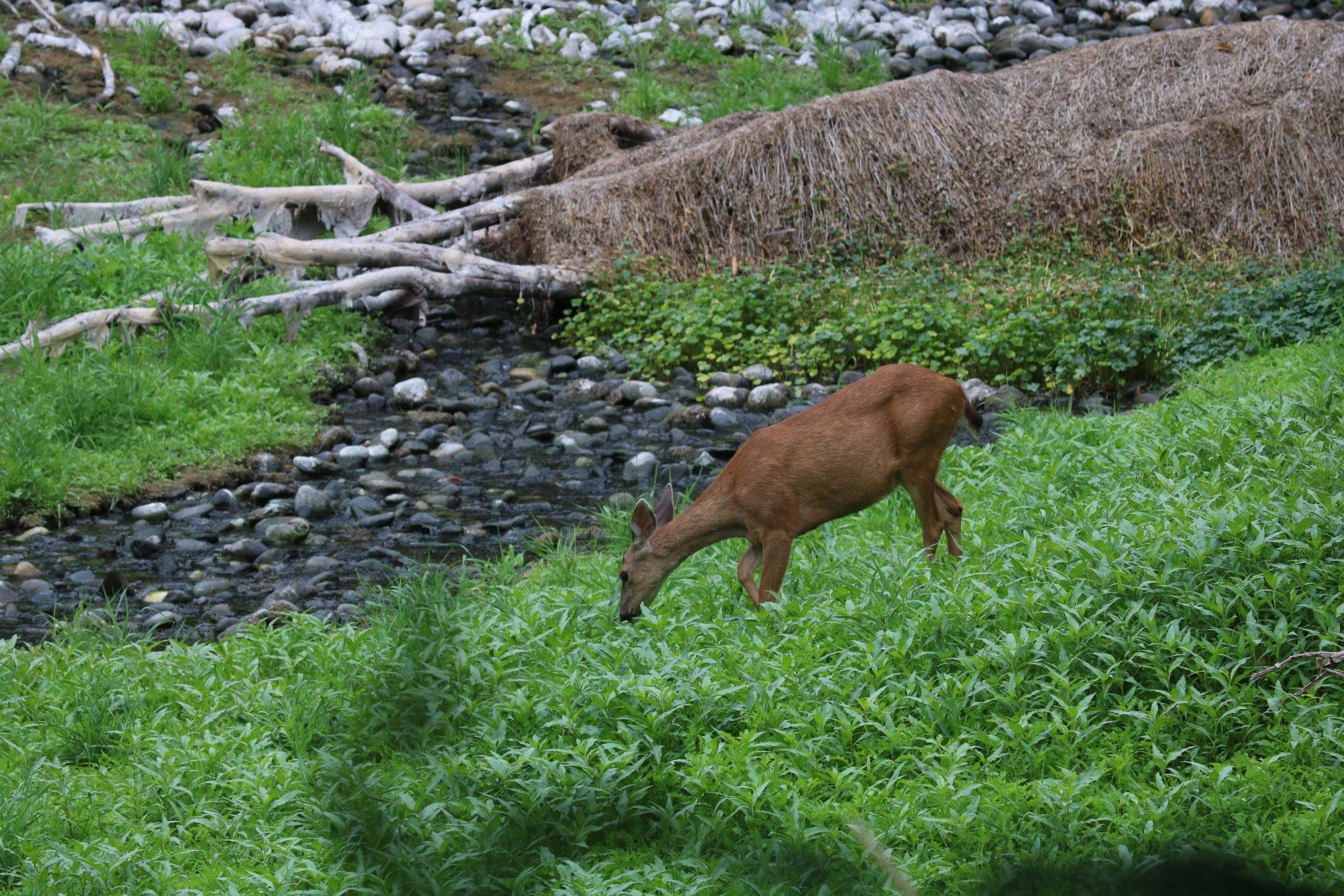 deer in west biddle lake meadow