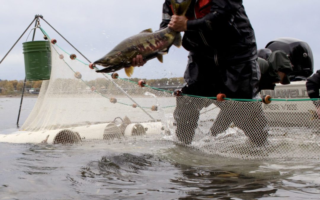 Chum Salmon Recovery at Columbia Springs