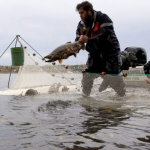 Willie releasing a male chum salmon