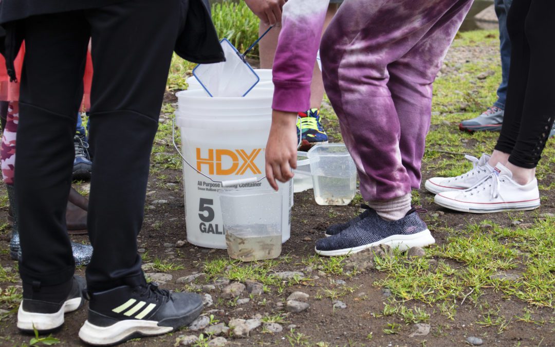 Salmon Release