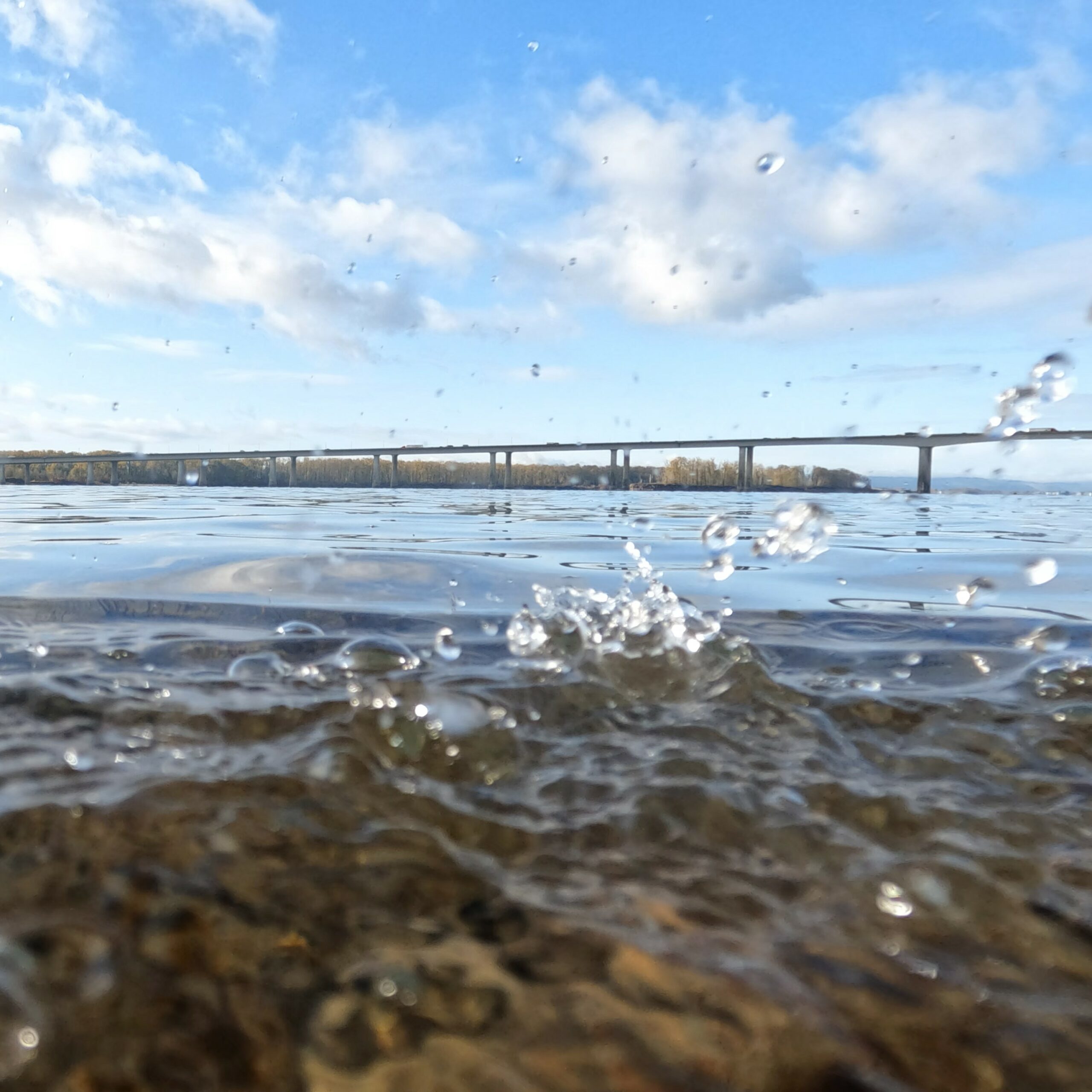 chum salmon spawning site