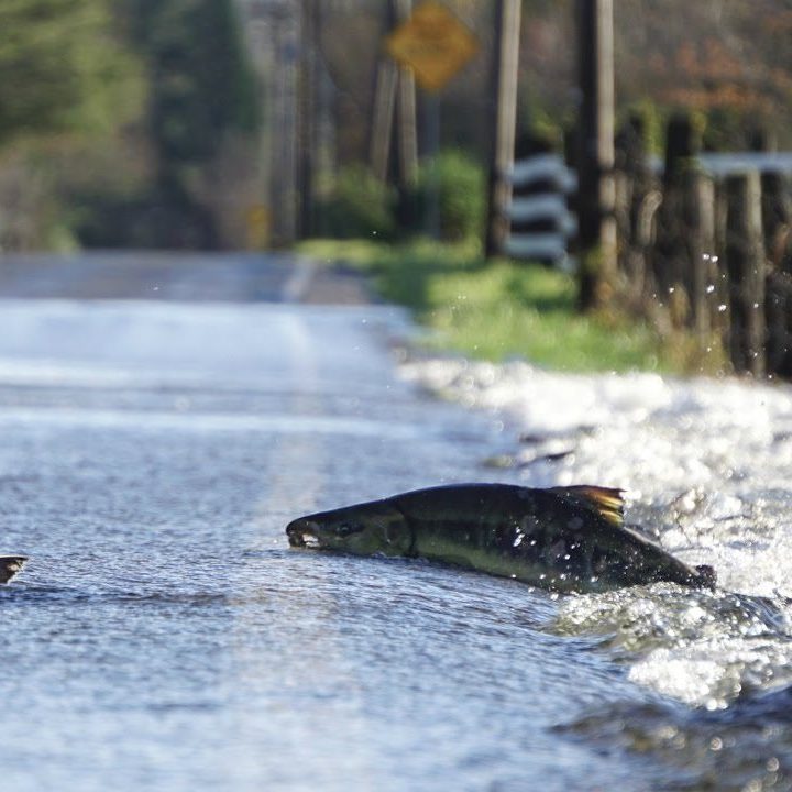 A chum salmon "swimming" across the road