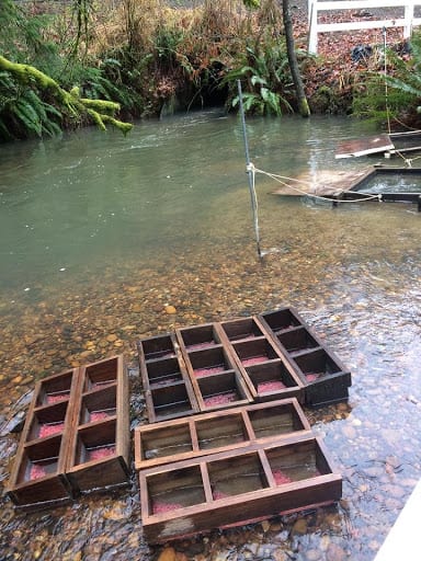 Remote site incubation trays in the stream